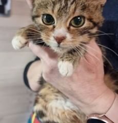 Dovanojama katė Mažeikiuose