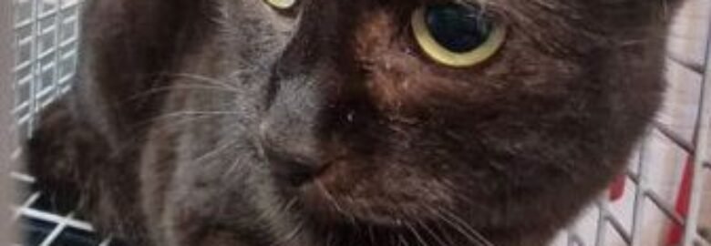 Dovanojama katė Mažeikiuose