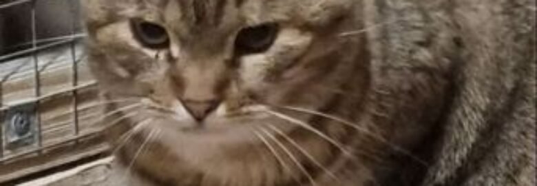 Dovanojama katė Mažeikiuose