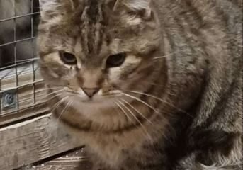 Dovanojama katė Mažeikiuose