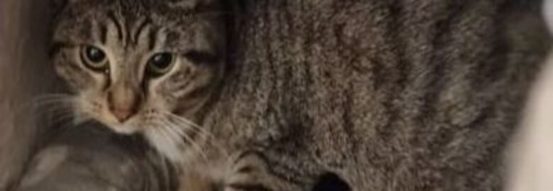 Dovanojama katė Mažeikiuose