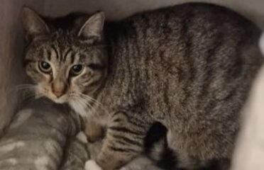 Dovanojama katė Mažeikiuose