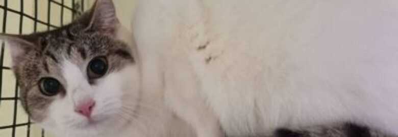 Dovanojama katė Mažeikiuose