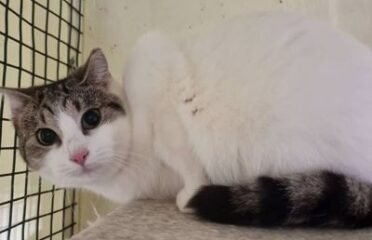 Dovanojama katė Mažeikiuose