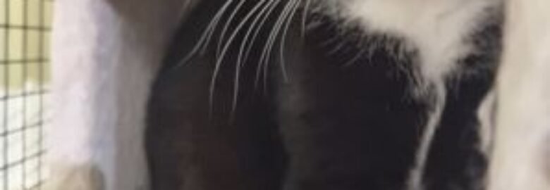 Dovanojama katė Mažeikiuose