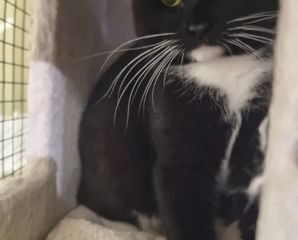 Dovanojama katė Mažeikiuose