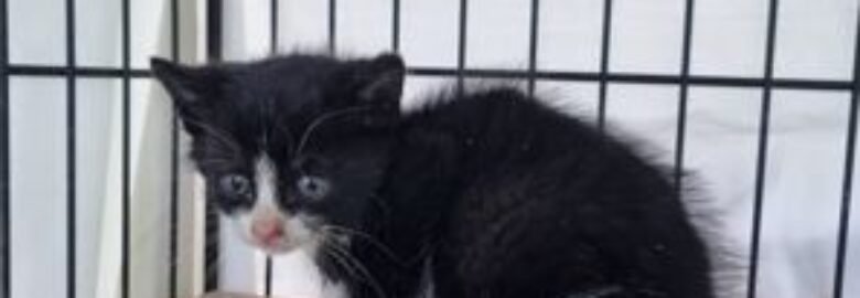 Dovanojama katė Mažeikiuose