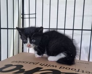 Dovanojama katė Mažeikiuose