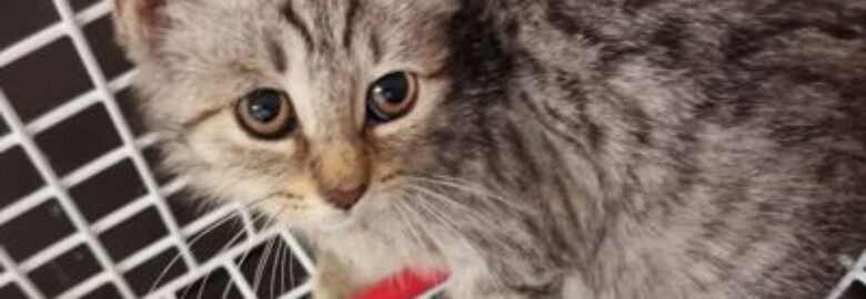 Dovanojama katė Mažeikiuose