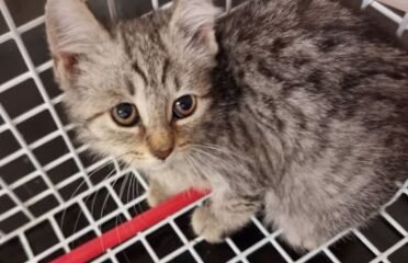 Dovanojama katė Mažeikiuose