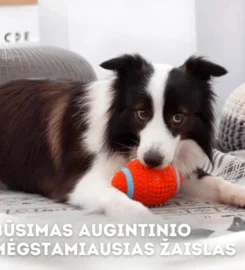 Neįveikiamas cypiantis žaislas šunims