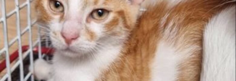 Dovanojama katė Mažeikiuose