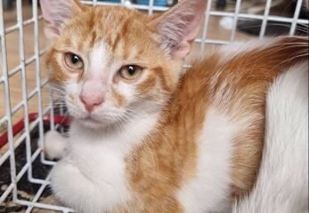 Dovanojama katė Mažeikiuose