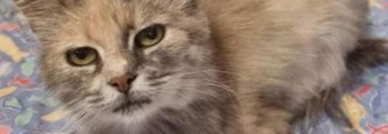 Dovanojama katė Mažeikiuose