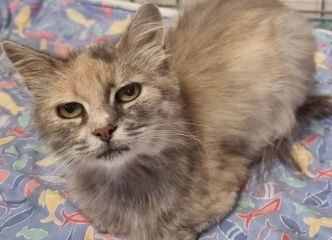 Dovanojama katė Mažeikiuose