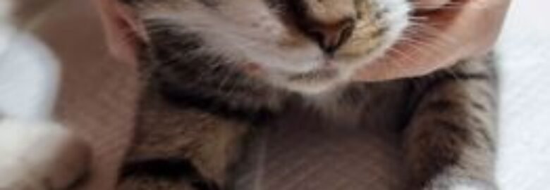 Dovanojama katė Mažeikiuose