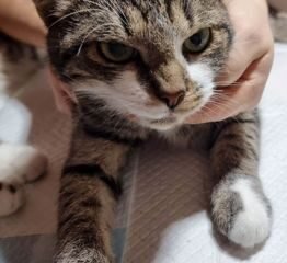 Dovanojama katė Mažeikiuose