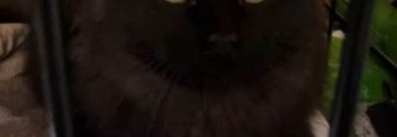 Dovanojama katė Mažeikiuose