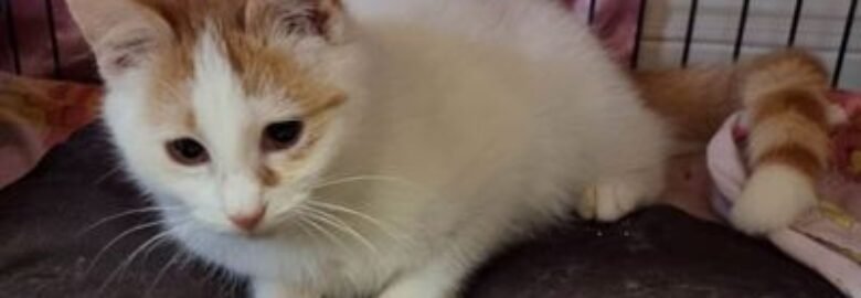 Dovanojama katė Mažeikiuose