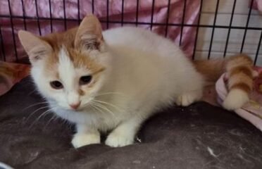 Dovanojama katė Mažeikiuose