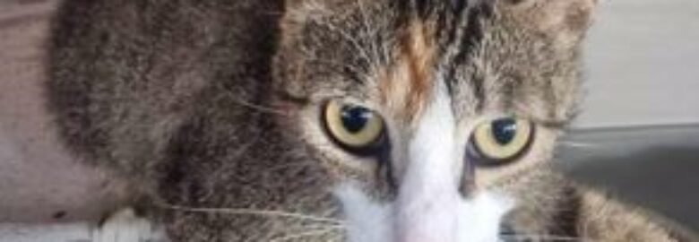 Dovanojama katė Mažeikiuose