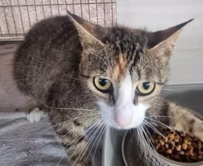 Dovanojama katė Mažeikiuose