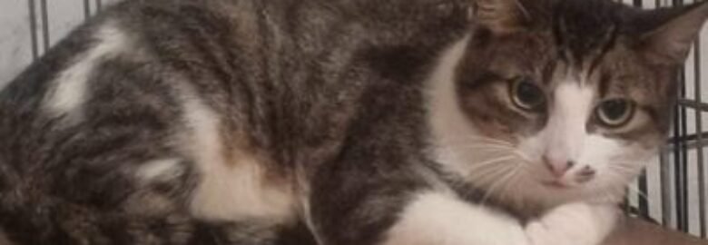 Dovanojama katė Mažeikiuose