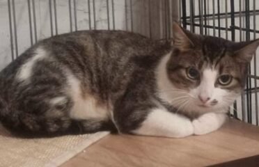 Dovanojama katė Mažeikiuose