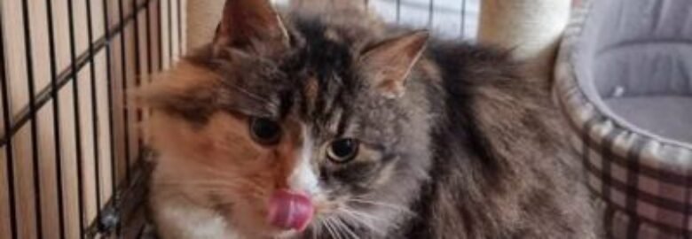 Dovanojama katė Mažeikiuose