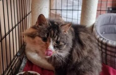 Dovanojama katė Mažeikiuose