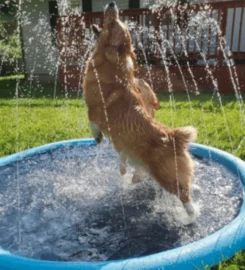 Purškiantis baseinas šunims