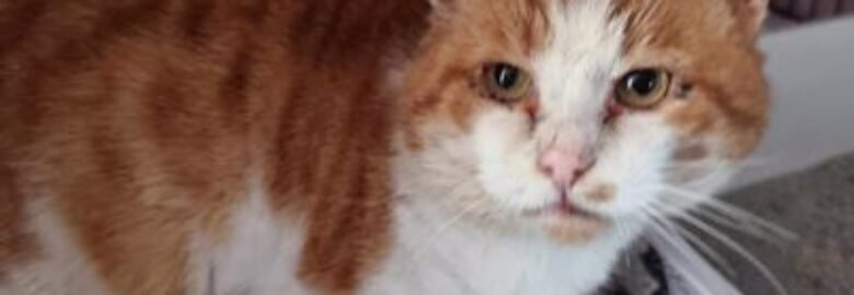 Dovanojama katė Mažeikiuose