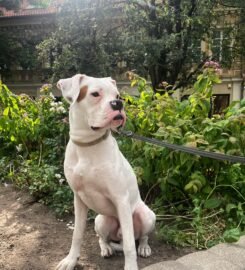 Šunų vedžiojimas Vilniuje ·