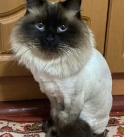 Šunų ir kačių kirpimas Vilniuje Užupyje