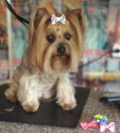 Šunų ir kačių kirpimas Vilniuje Užupyje