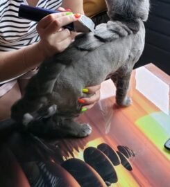 Šunų ir kačių kirpimas Vilniuje Užupyje