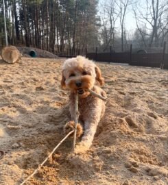 Šunų vedžiojimas Vilniuje ·