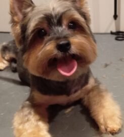 Šunų ir kačių kirpimas Vilniuje Užupyje