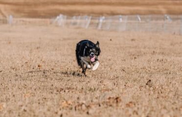 Šunų viešbutis Unikalus greitis