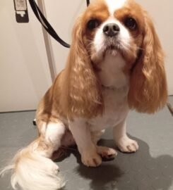 Šunų ir kačių kirpimas Vilniuje Užupyje