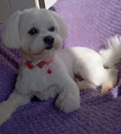 Šunų ir kačių kirpimas Vilniuje Užupyje