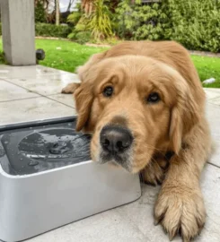 Neišsipilantis dubenėlis šunims 1.5L