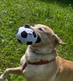 Šunų vedžiojimas Vilniuje ·