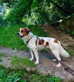 Šunų vedžiojimas Vilniuje ·