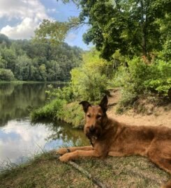 Šunų vedžiojimas Vilniuje ·