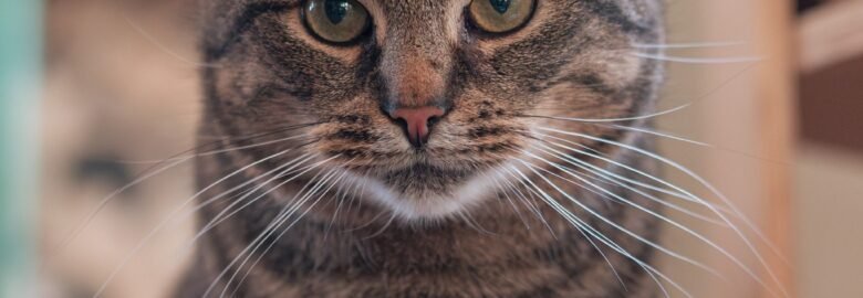 Katinas ieško namų Panevėžyje – Čiupkis