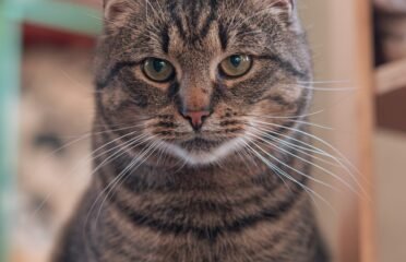 Katinas ieško namų Panevėžyje – Čiupkis