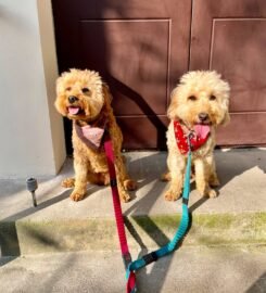 Šunų vedžiojimas Vilniuje ·