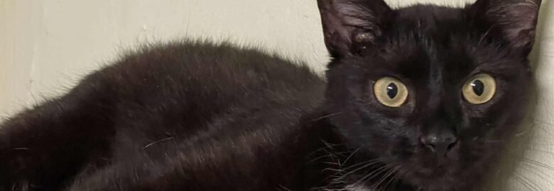 Katė ieško namų Panevėžyje – Karma