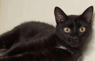 Katė ieško namų Panevėžyje – Karma